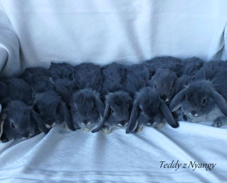 Vrh E28 - VOLNÝ 1 KLUK A 1 HOLČIČKA JIŽ K ODBĚRU !!!